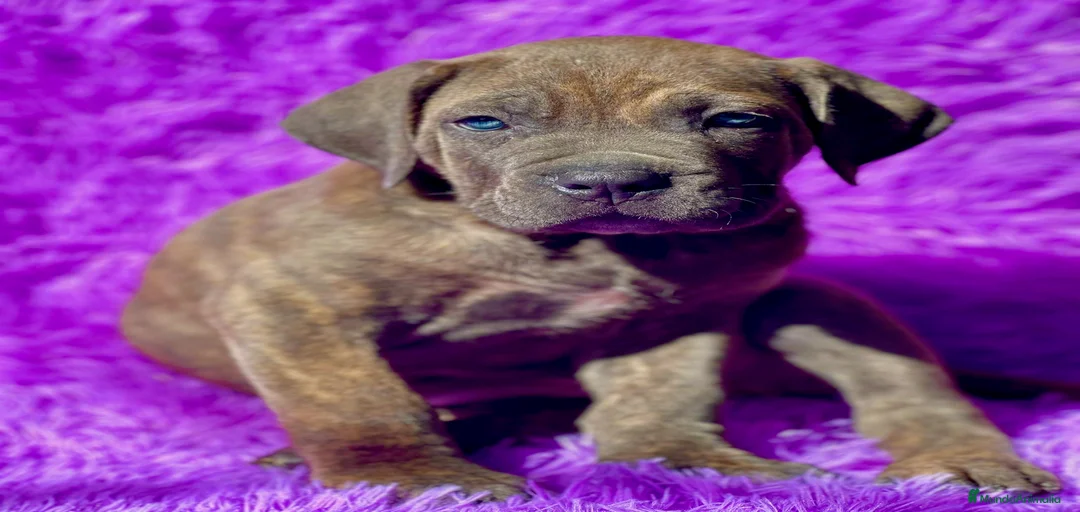 Imagen de galería {{count}}