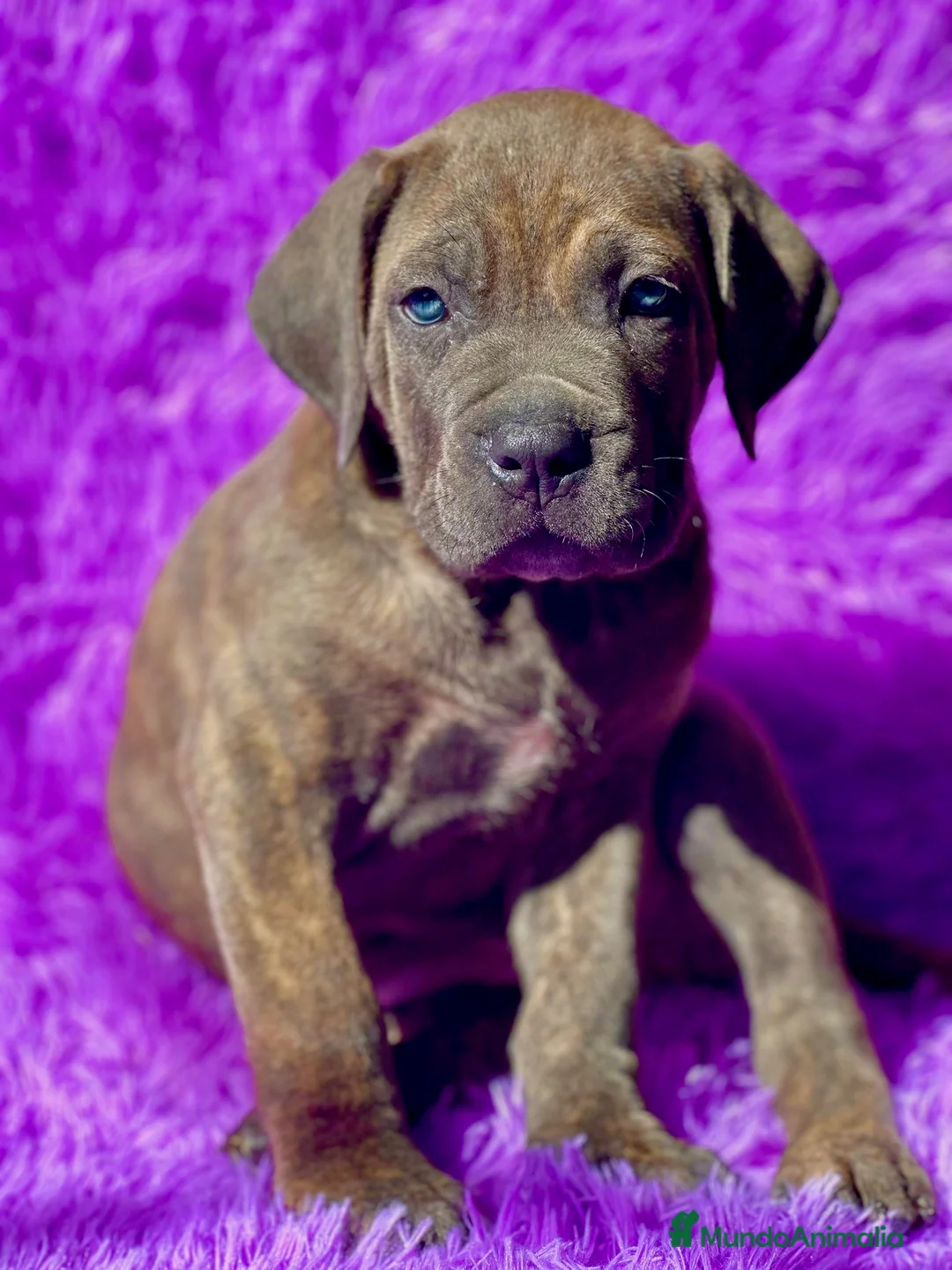 Imagen de galería {{count}}