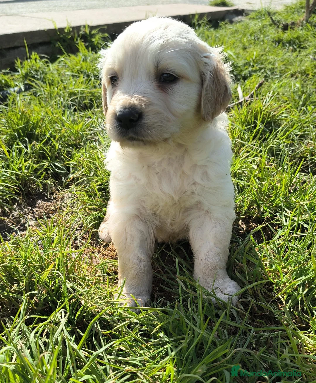Golden Retriever perros en venta: Golden Retriever disponible  - Anuncio 2