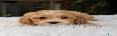 Maltipoo Cachorro 4