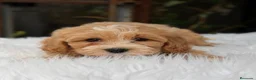 Maltipoo perros en venta: MALTIPOO APRICOT CREMA  - Anuncio 2