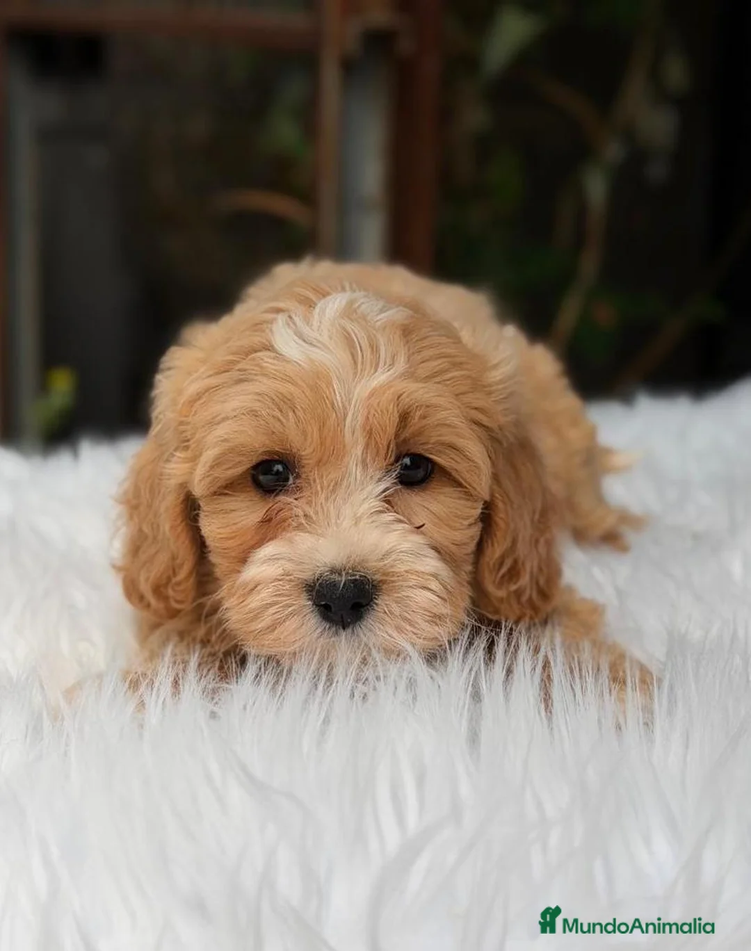 Maltipoo perros en venta: MALTIPOO APRICOT CREMA  - Anuncio 2