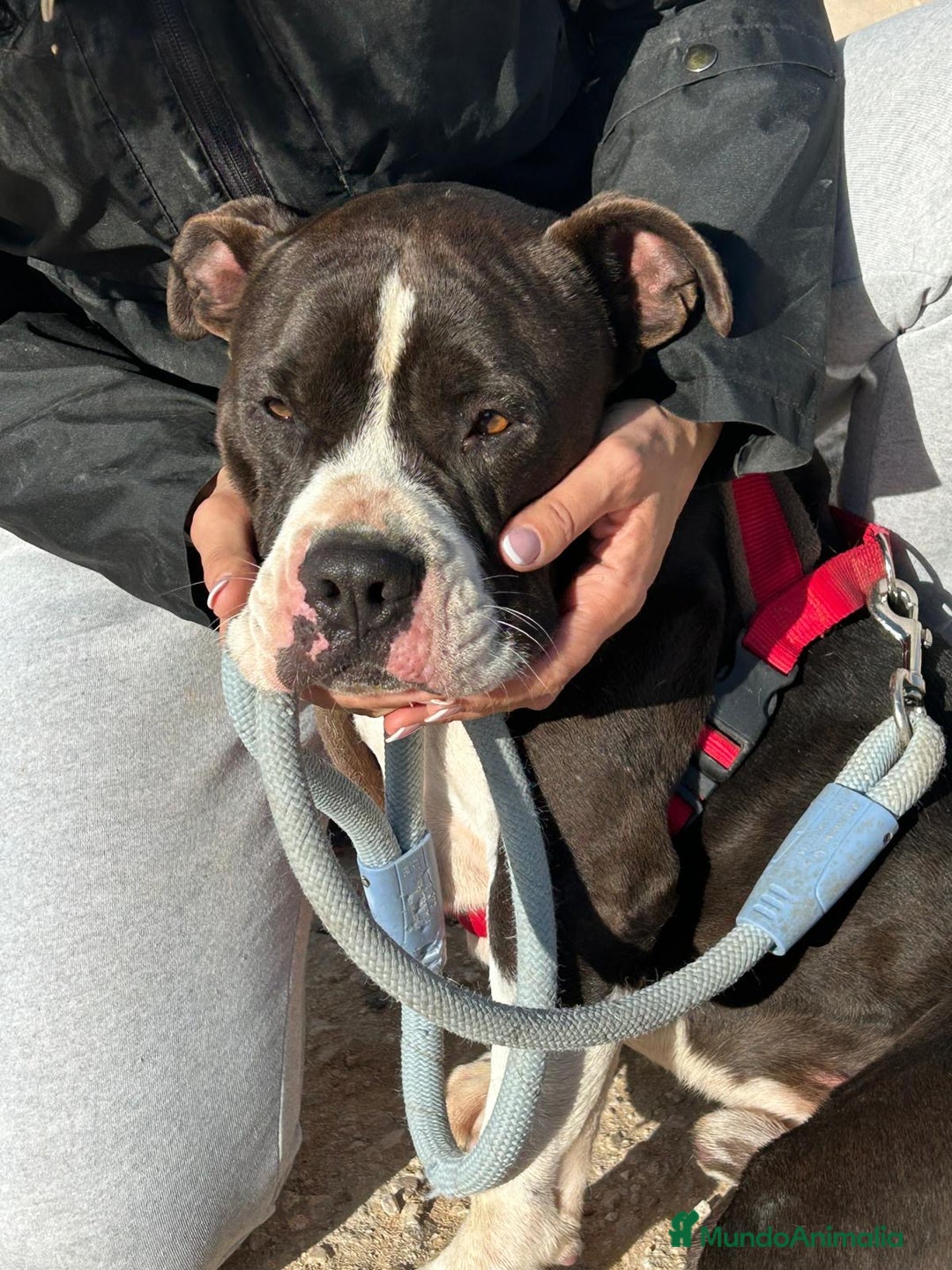 American Bully perros en adopcion: JORDI ❤️ en adopción  - Anuncio 8