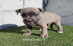 Whippet perros en venta: Whippet blue  - Imagen 4