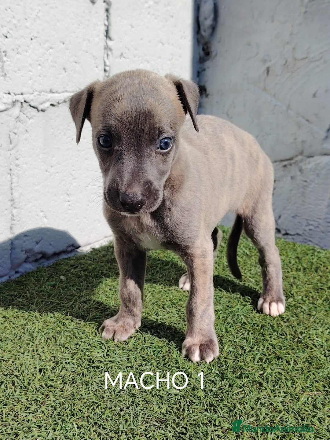 Whippet perros en venta: Whippet blue  - Imagen 4