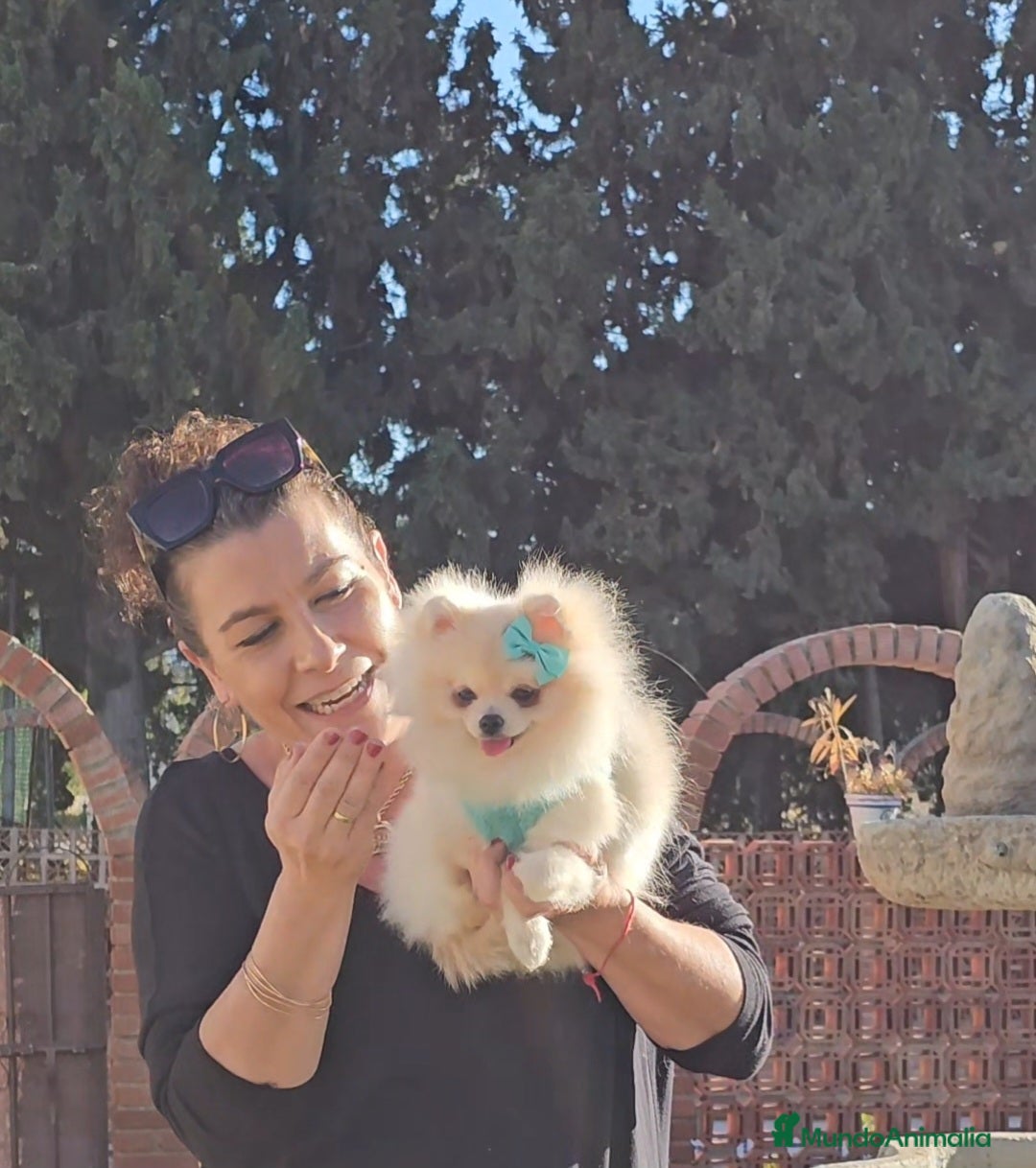Pomerania perros en venta: Pomerania hembra diminuta  - Anuncio 3