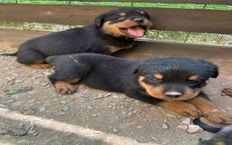 Rottweiler perros en venta: Rotwailer  - Imagen 3