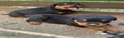 Rottweiler perros en venta: Rotwailer  - Anuncio 3