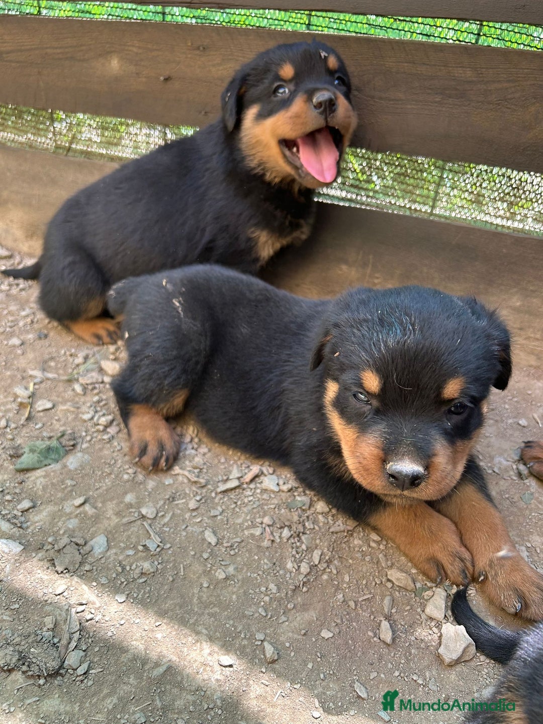 Rottweiler perros en venta: Rotwailer  - Imagen 3