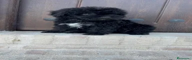 Perro de Agua Español 1
