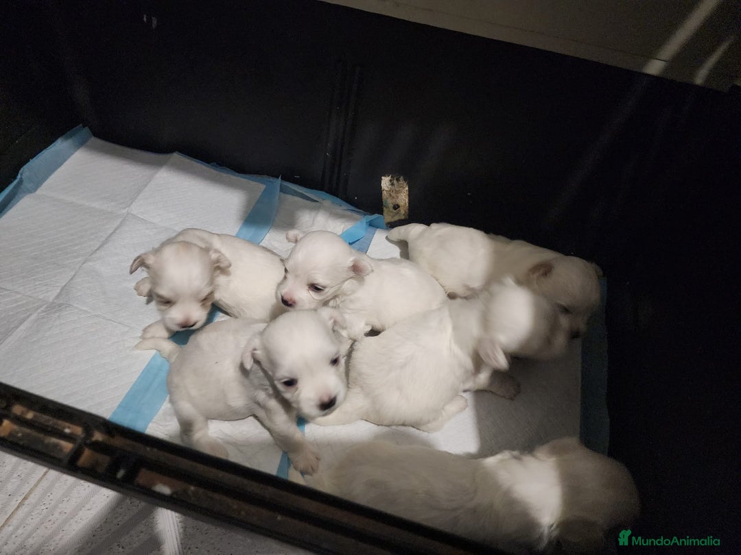 Bichón Maltés perros en venta: Excelente camada disponible!  - Imagen 2