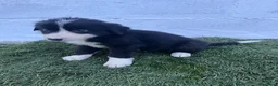 Border Collie perros en venta: Cachorros de Border collie  - Anuncio 4