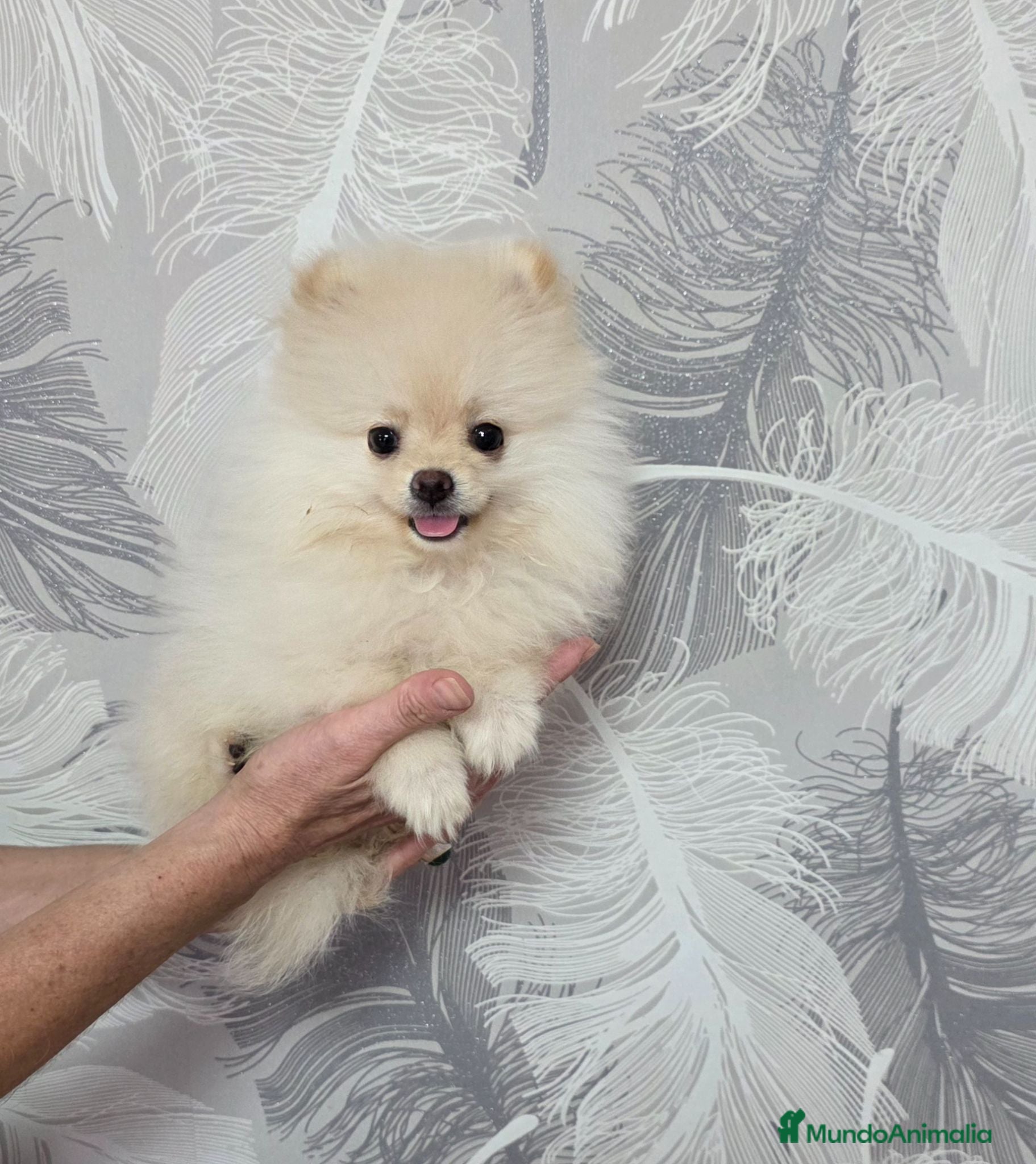 Pomerania perros Precioso Lulú de Pomerania Toy  - Anuncio 2