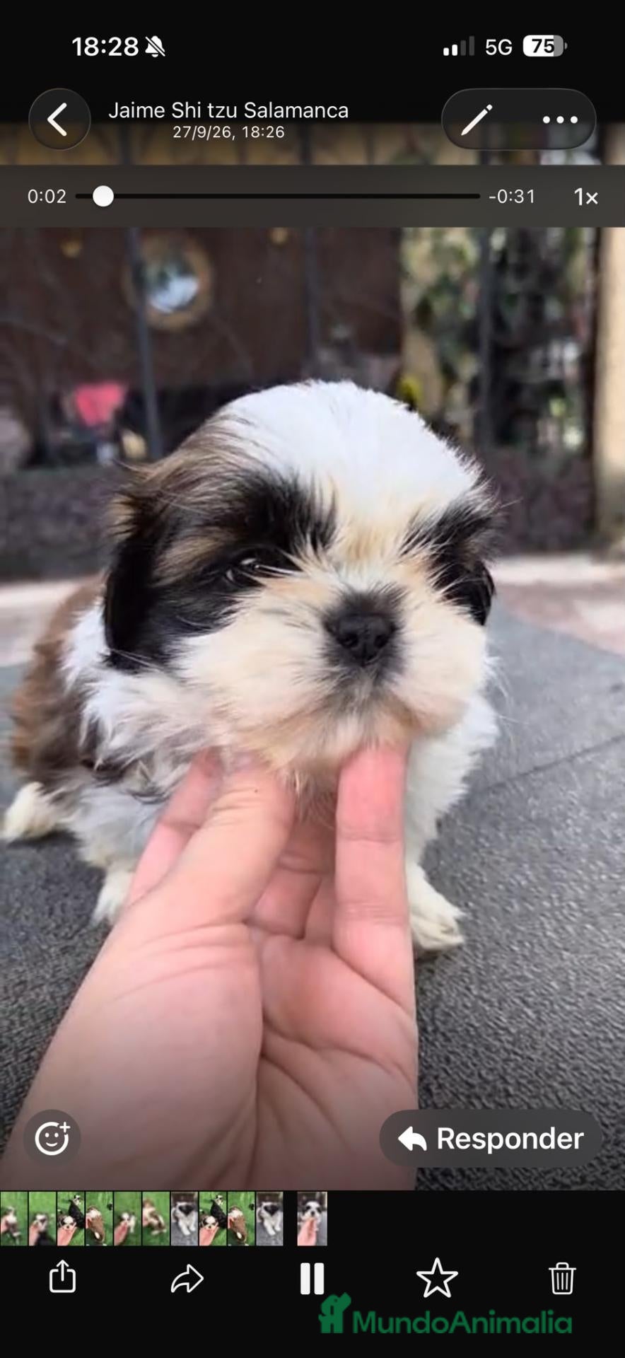 Shih Tzu perros Machitos shih tzus - Anuncio 1