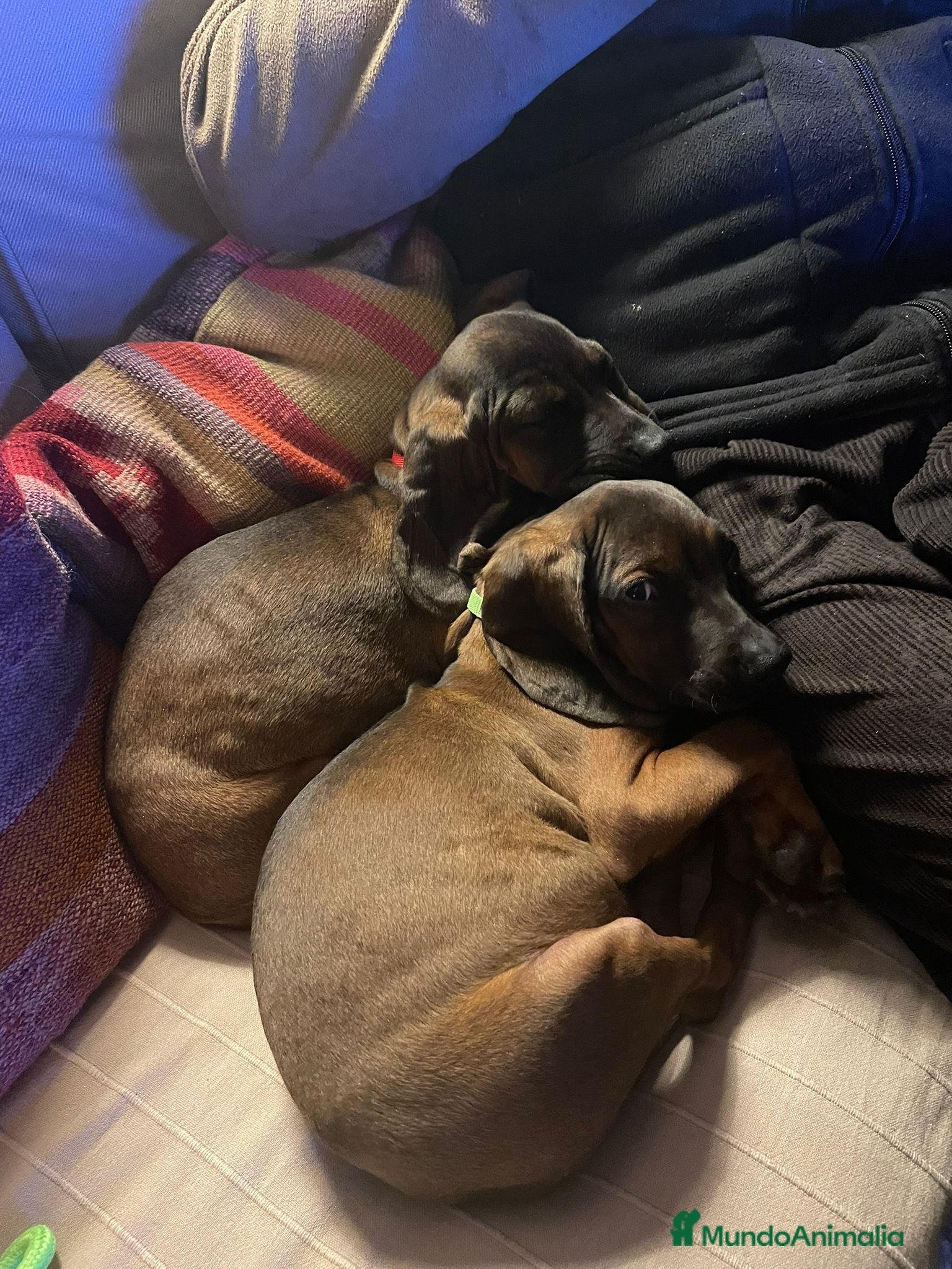 Sabueso de Sangre de Baviera perros SABUESO DE SANGRE BAVIERA  - Anuncio 1