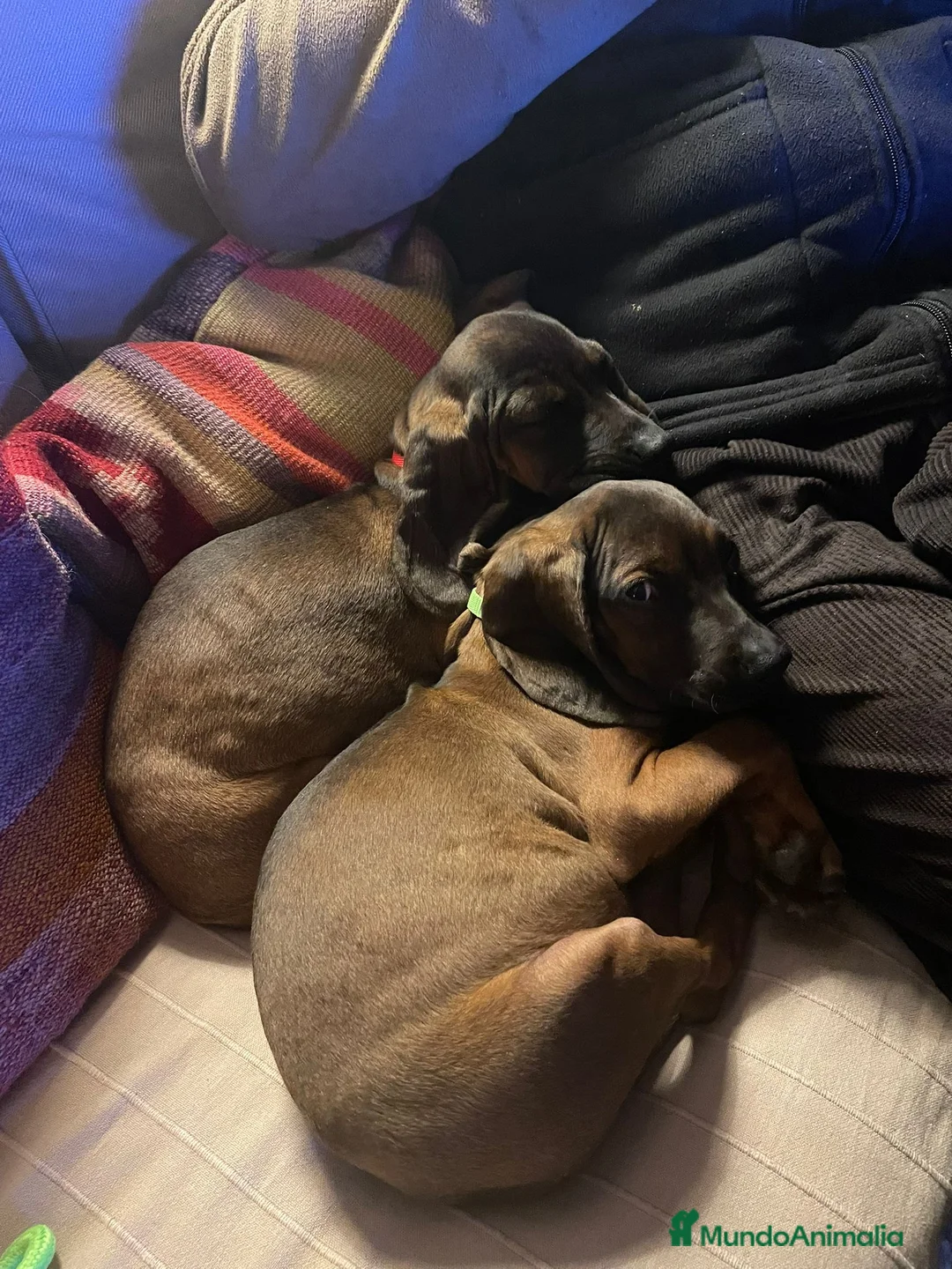 Sabueso de Sangre de Baviera perros en venta: SABUESO DE SANGRE BAVIERA  en Barcelona - Anuncio 1