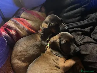 Sabueso de Sangre de Baviera perros SABUESO DE SANGRE BAVIERA - Anuncio 1