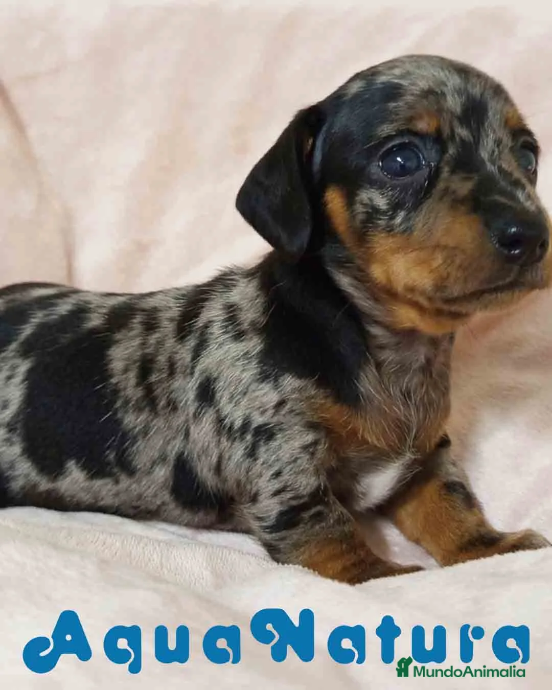 Teckel Miniatura perros en venta: Teckel Hembra de Tria y Tilo 1761 AQUANATURA - Anuncio 6