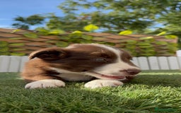 Border Collie perros en venta: BORDER COLLIE HEMBRA CHOCOLATE - Imagen 16