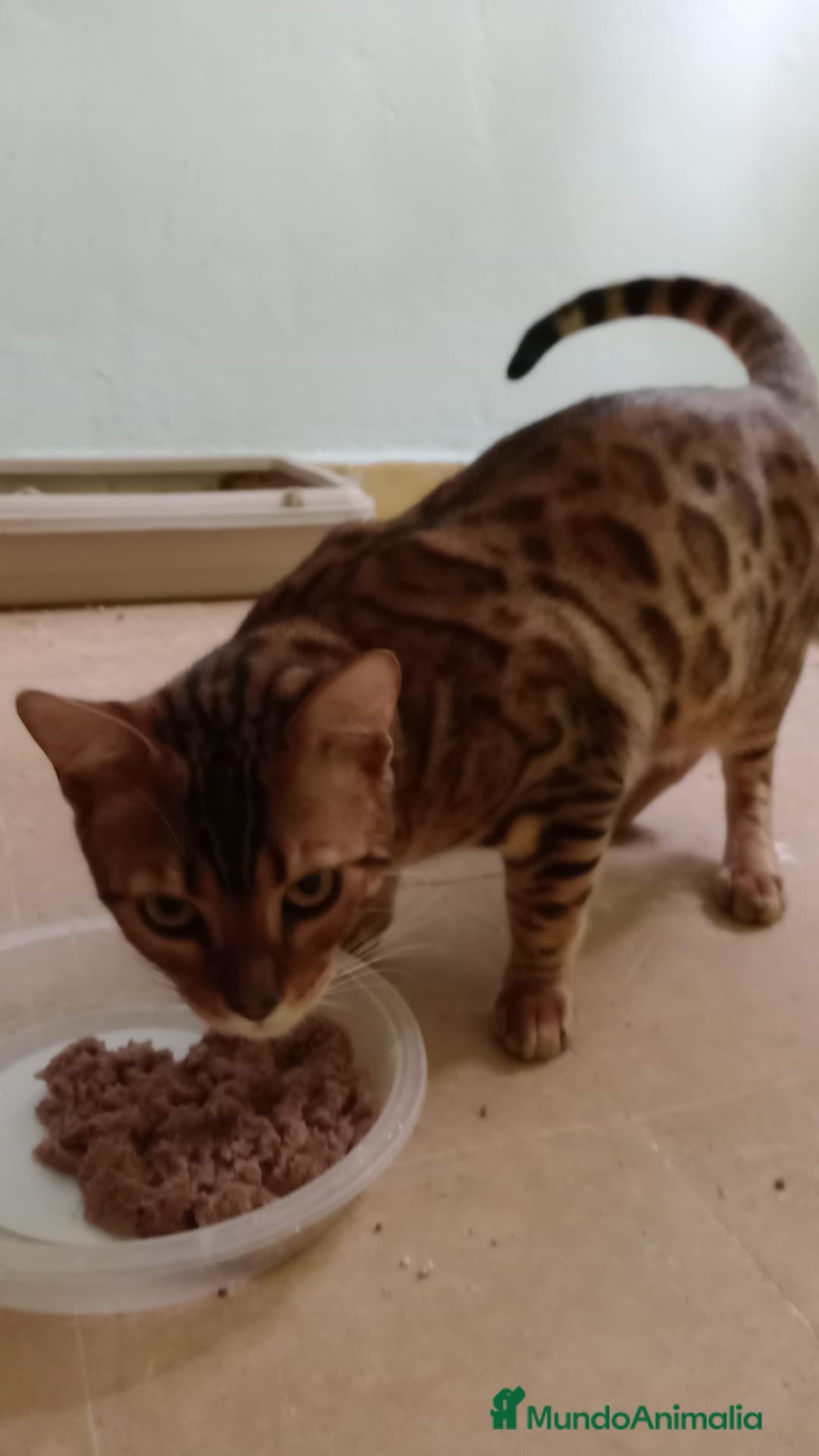 Bengalí gatos en venta: Gatos bengalis tienen 8 meses  - Anuncio 3