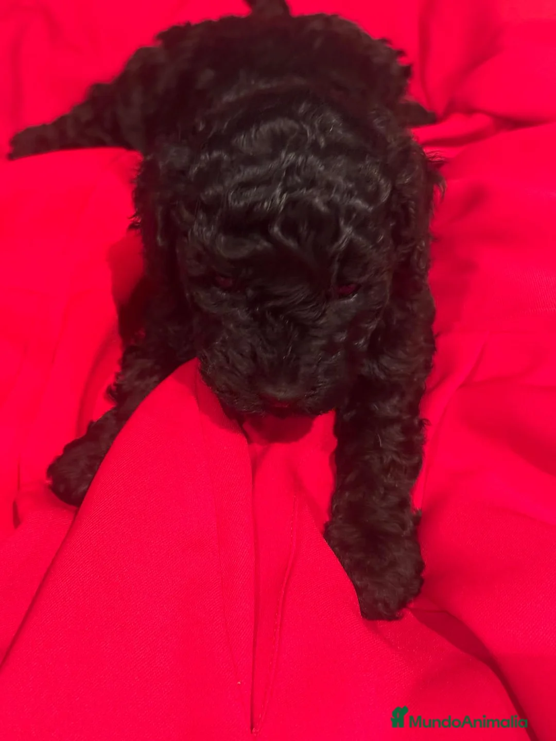 Caniche Toy perros en venta: Caniche toy  - Anuncio 7