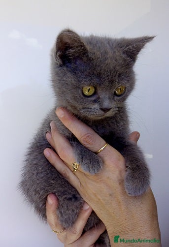 Británico de Pelo Corto Azul gatos Preciosos gatitos en Barcelona - Anuncio 2