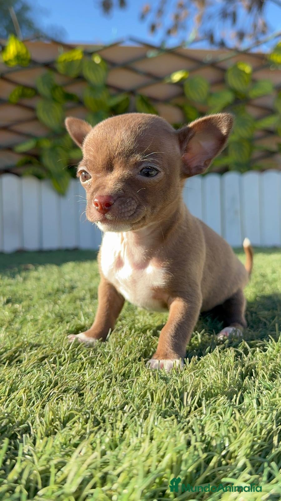 Chihuahua perros CHIHUAHUA HEMBRA - Anuncio 1
