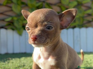 Chihuahua perros CHIHUAHUA HEMBRA - Anuncio 1