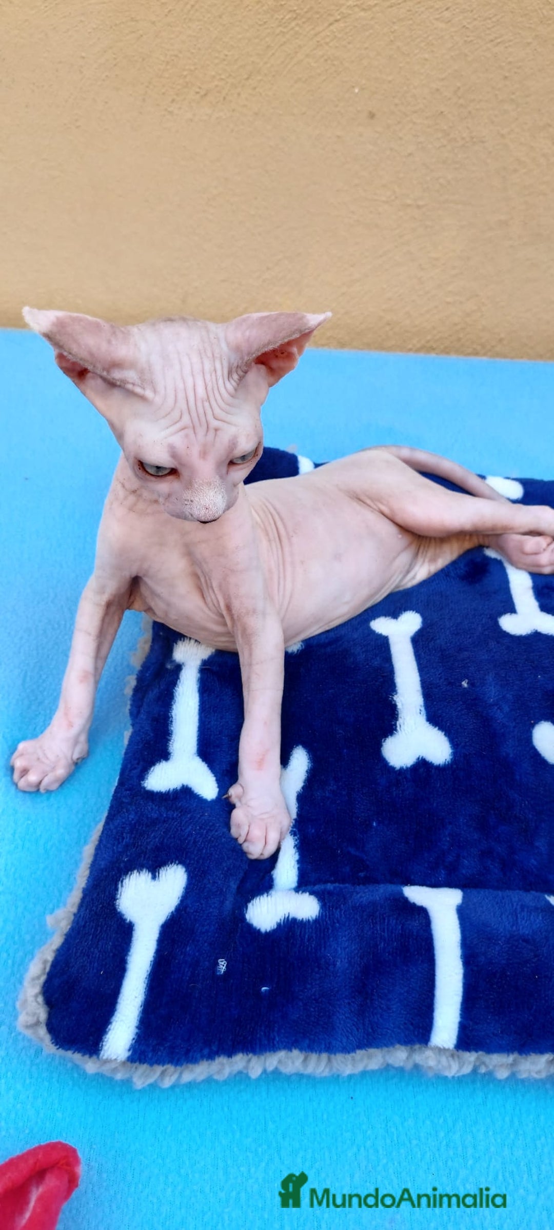 Sphynx gatos en venta: Preciosa hembrita ojos claros  - Imagen 5