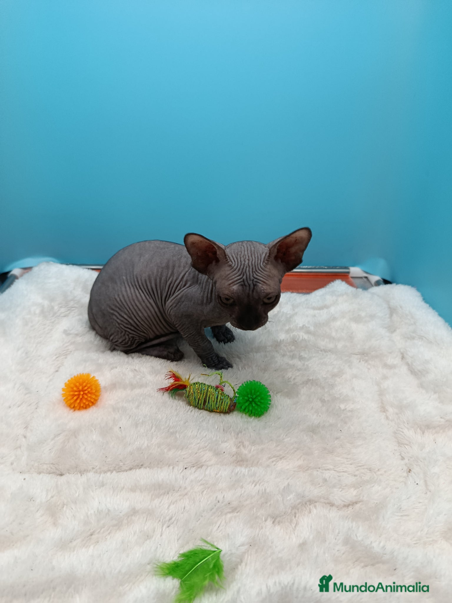 Sphynx gatos en venta: Parejita de Sphynx  - Anuncio 6