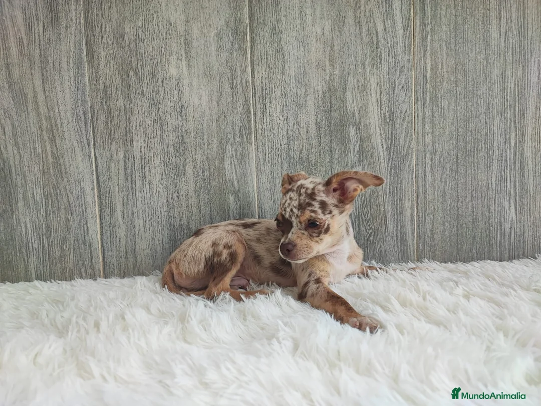 Chihuahua perros en venta: CHIHUAHUA - Anuncio 1