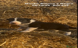 Border Collie perros en venta: BORDER COLLIE - Anuncio 7