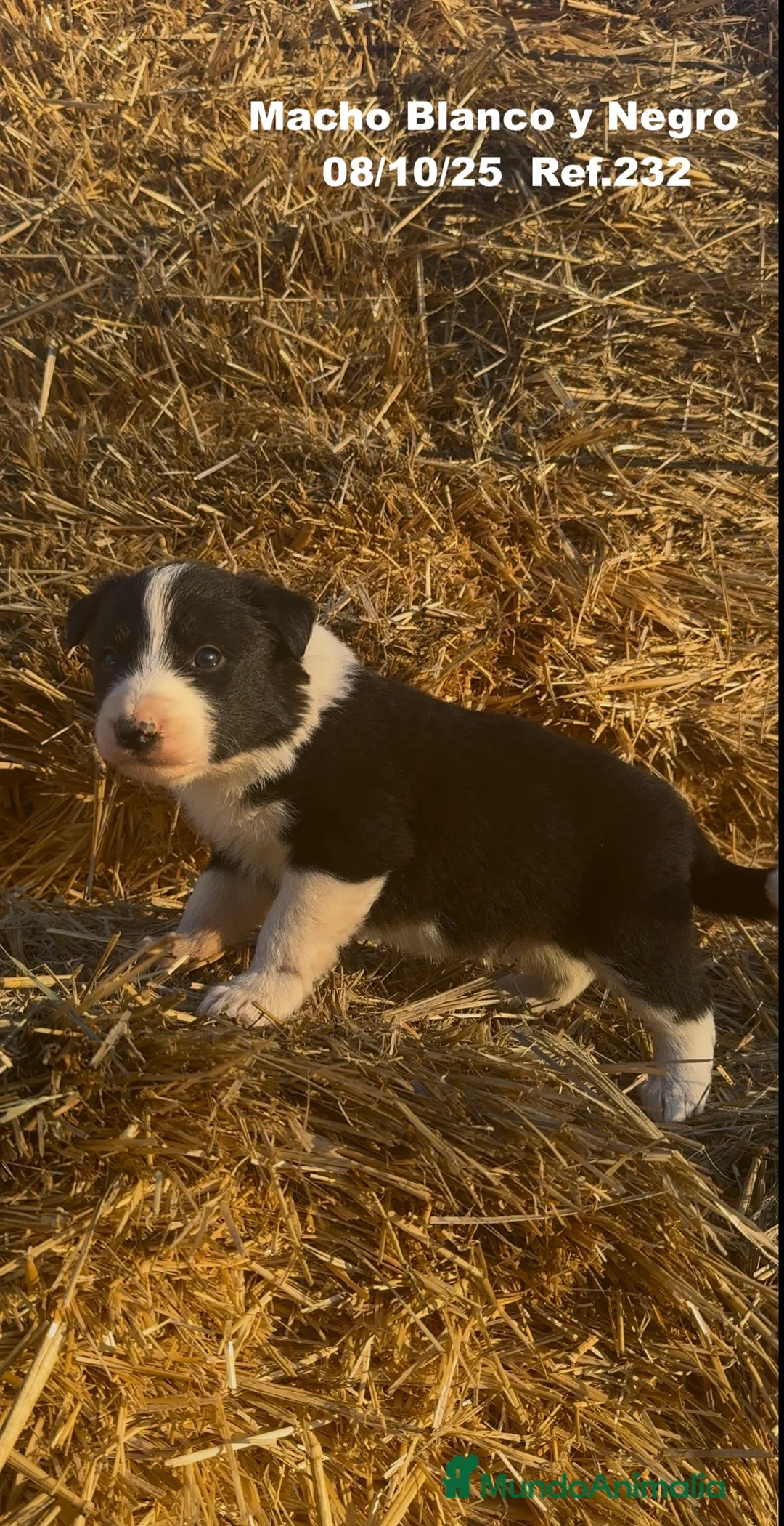 Border Collie perros en venta: BORDER COLLIE - Anuncio 7