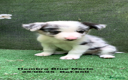 Border Collie perros en venta: BORDER COLLIE hembras Blue Merle - Imagen 21