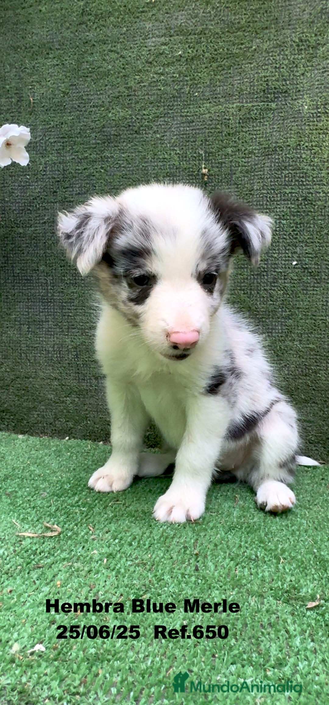 Border Collie perros en venta: BORDER COLLIE hembras Blue Merle - Imagen 21