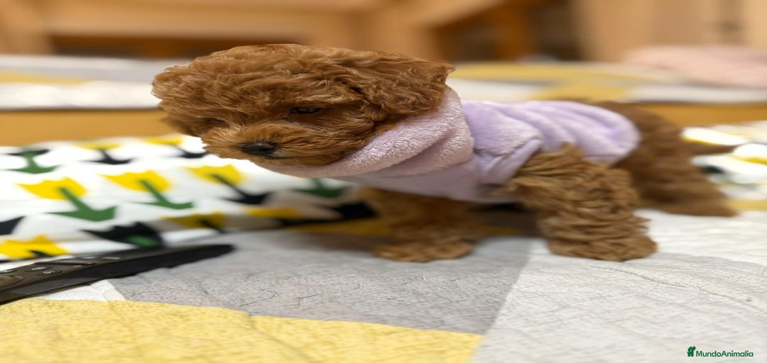 Imagen de galería {{count}}