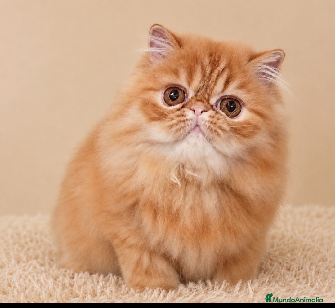 Persa gatos Hembra Persa Puro - Anuncio 1