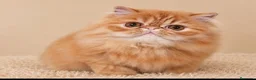 Persa gatos en venta: Hembra Persa Puro - Anuncio 1
