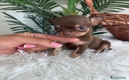 Chihuahua perros en venta: CHIHUAHUA MACHO CHOCOLATE  - Imagen 4