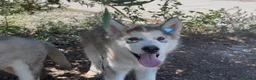 Alaskan Malamute perros en venta: Alaskan malamute  - Anuncio 3