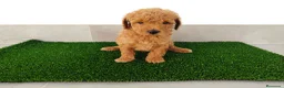 Caniche Toy perros en venta: Caniches toy - Anuncio 12