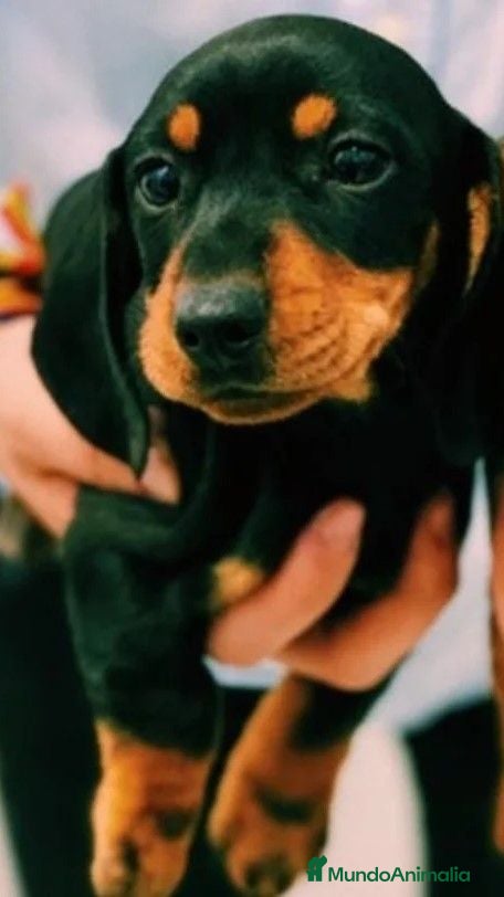 Teckel Miniatura perros Cachorros Teckel 650€ ¡PRECIO REAL! VALENCIA  - Anuncio 2