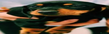 Teckel Miniatura 3