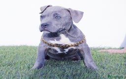 American Pit Bull Terrier perros en venta: American pitbull terrier de mucha calidad  - Imagen 4