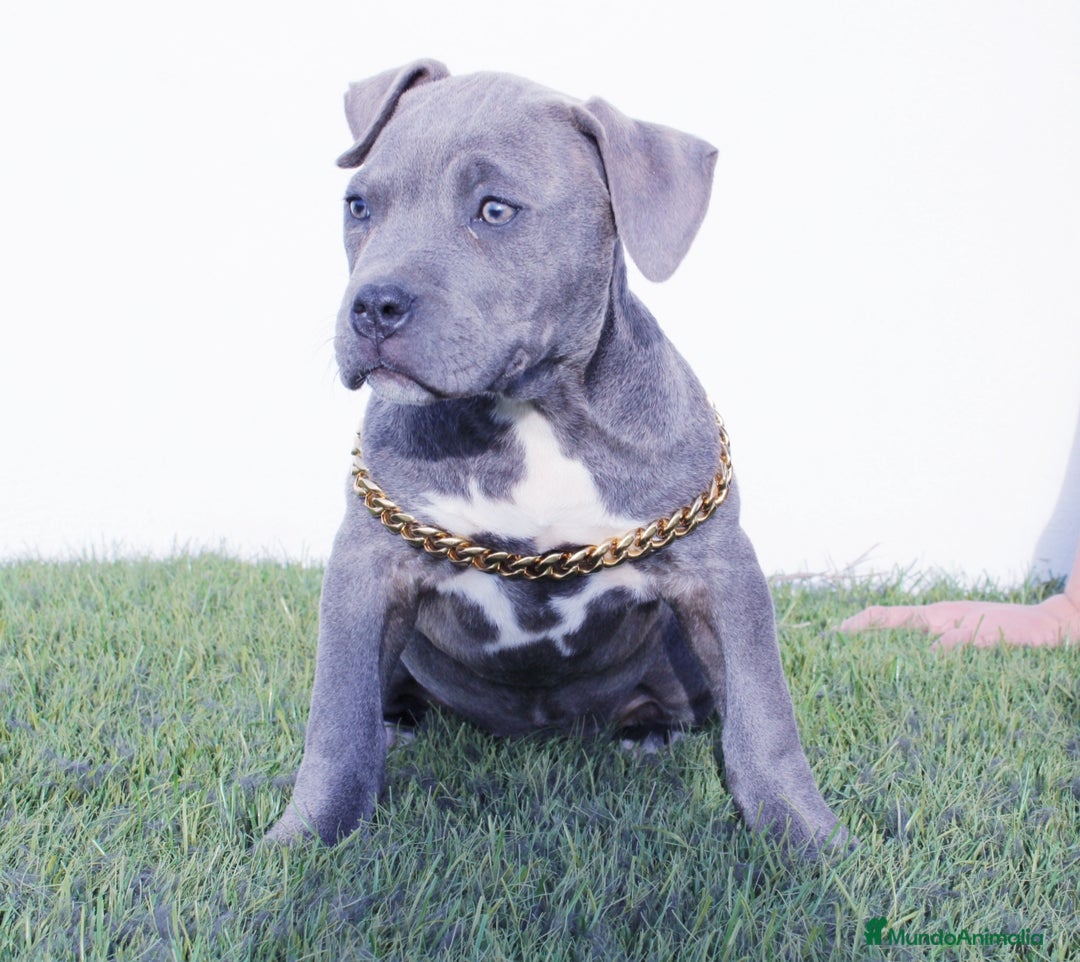 American Pit Bull Terrier perros en venta: American pitbull terrier de mucha calidad  - Imagen 4