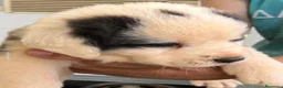 Otras razas perros en venta: Alabais - Anuncio 2