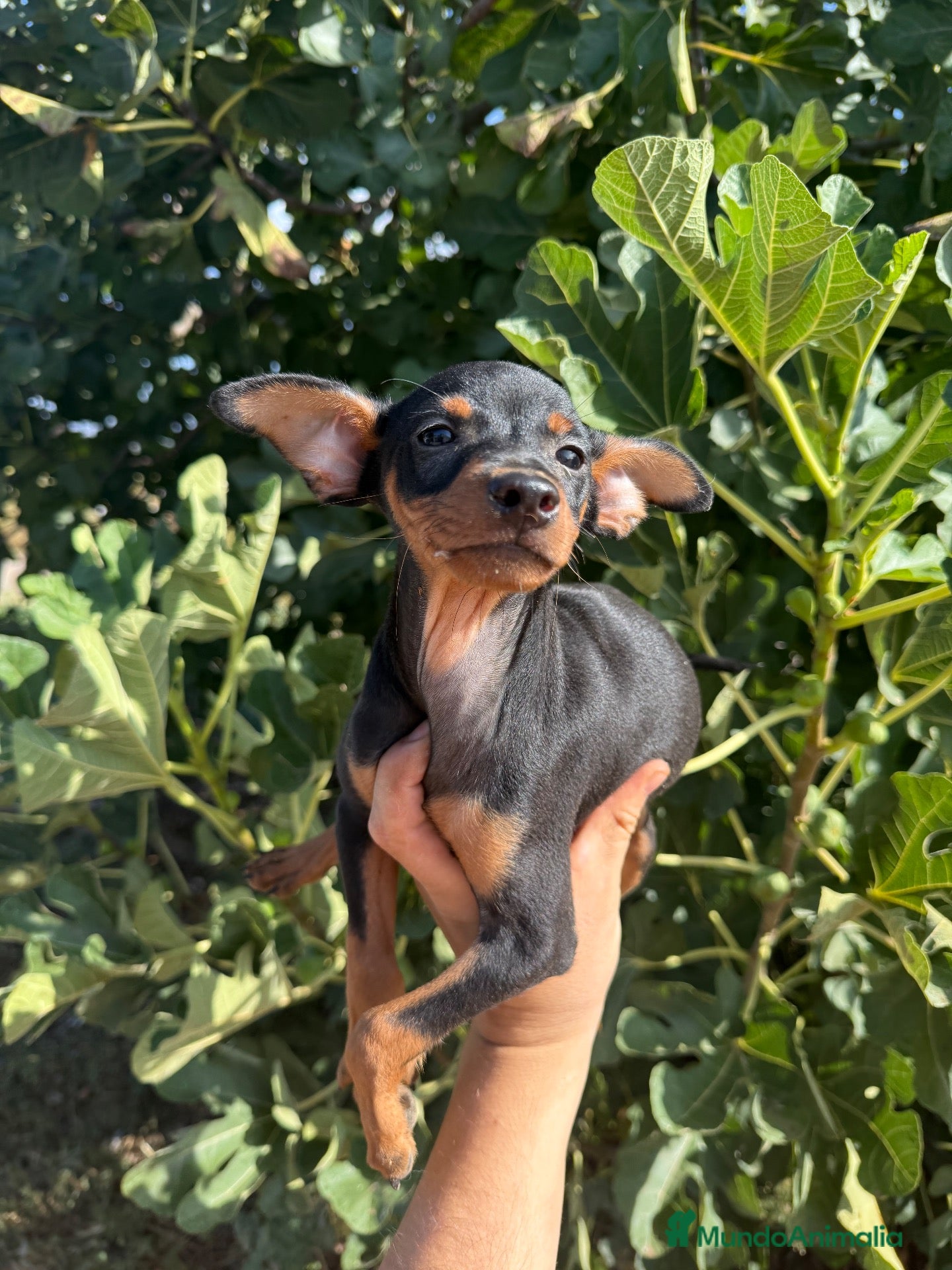 Pinscher Miniatura perros Minipincher - Anuncio 6