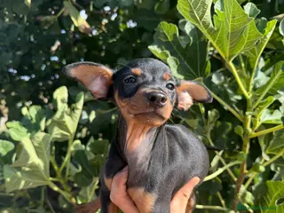 Pinscher Miniatura perros Minipincher - Anuncio 6