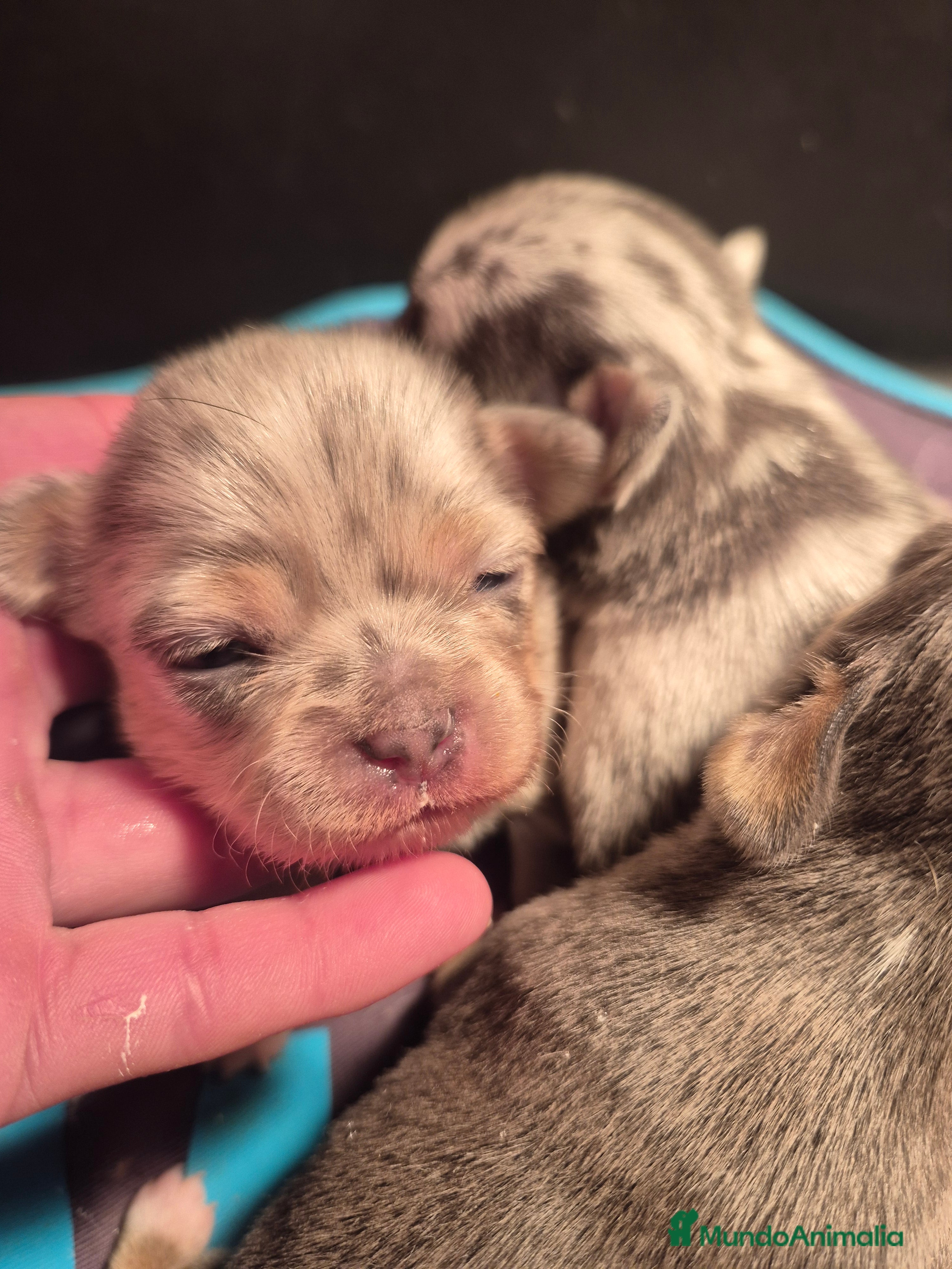 Chihuahua perros Cachorros de chihuahua - Anuncio 2