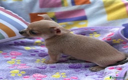 Chihuahua perros en venta: Hembrita chihuahua toy - Imagen 10